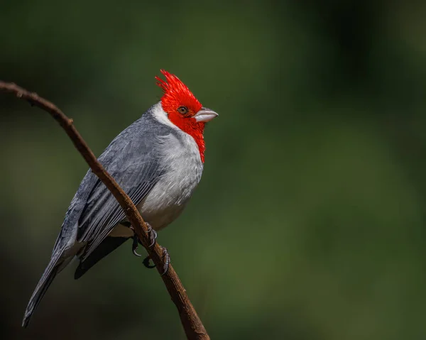 Uccello Canterino Appollaiato Ramo Albero — Foto Stock