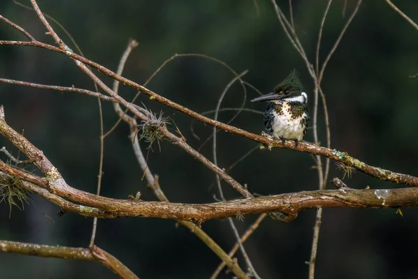 Kingfisher Perched Tree Branch — стоковое фото