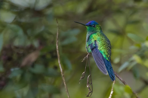 Colibri Aux Couleurs Métallisées Perché Sur Une Branche Arbre — Photo