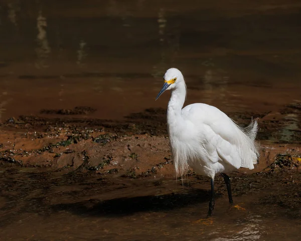 Ein Weißer Reiher Wandert Flachen Wasser Auf Der Suche Nach — Stockfoto