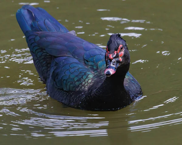 Wild Duck Swimming Urban Park River Sunny Day — Foto Stock