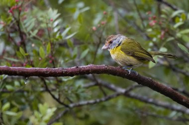 Rüzgarlı bir günde ağaç dalına tünemiş öten küçük bir kuş.