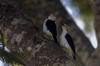 A grownup white woodpecker taking care of a young one
