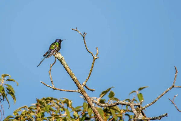 Pequeno Beija Flor Empoleirado Galho Árvore — Fotografia de Stock