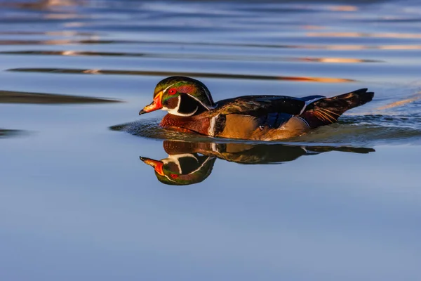 Exotic Duck Swimming Park Lake — Photo