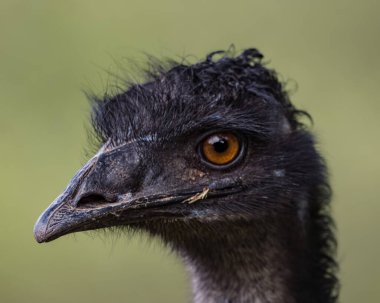 A portrait of an emu's head at the zoo
