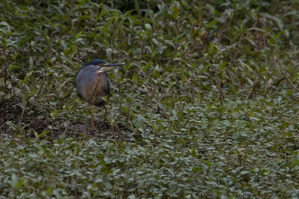 Heron Standing Middle Aquatic Plants — Stockfoto