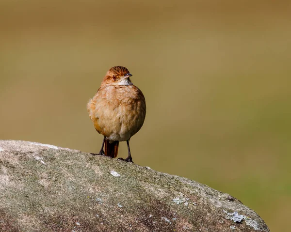 A bird looking angry perched on a rock