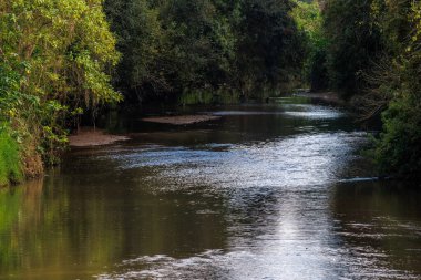 A river flowing thru the rainforest in an urban park