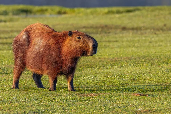 Large Capybara Grazing Sun — Stock Fotó