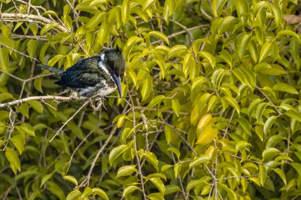 Kingfisher Perched Tree Branch — Stok fotoğraf