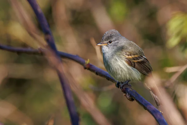 Крихітна Пісня Птах Засмагає Гілці Дерева Сонячній — стокове фото