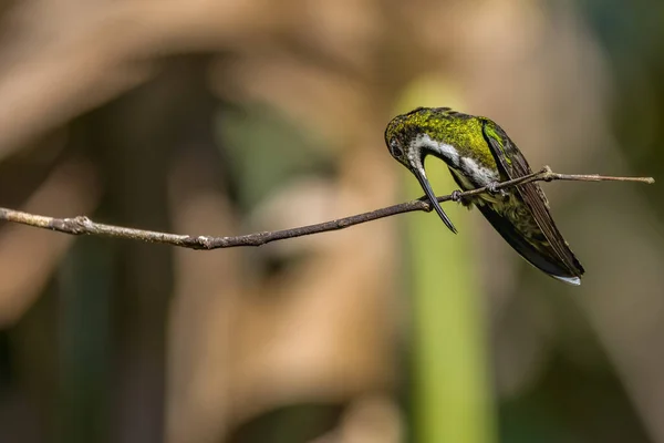 Tiny Hummingbird Cleaning Its Beak Tree Branch — Stock Fotó