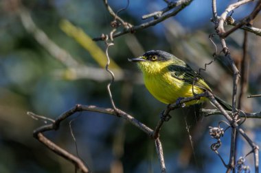 A tiny songbird sunbathing perched on a tree branch on a sunny w
