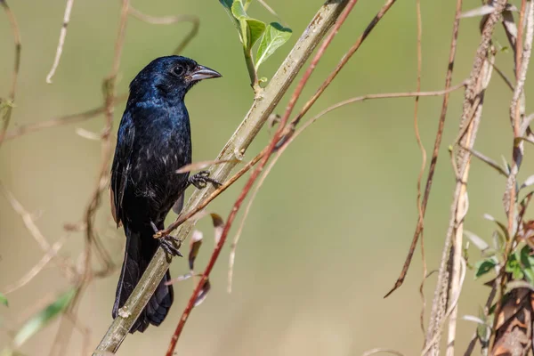 A small songbird sunbathing perched on a tree branch on a sunny 