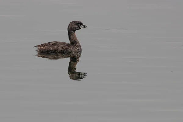 Tiny Waterfowl Swimming Park Lake Early Morning — Stok Foto