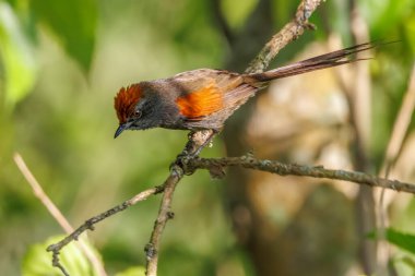 A redhead bird sunbathing perched on a tree branch on a sunny wi