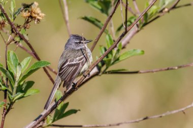 A tiny songbird sunbathing perched on a tree branch on a sunny w
