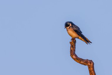 Ağaç dalının tepesine tünemiş bir kırlangıç