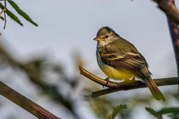 Крихітна Пісня Птах Засмагає Гілці Дерева Сонячній — стокове фото