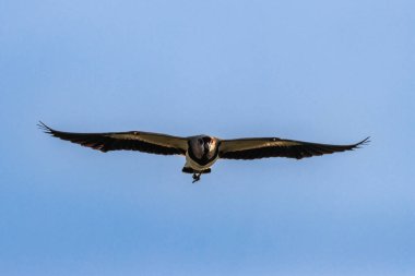 Doğruca kameraya doğru uçan bir kuş.