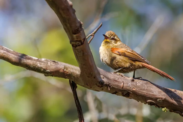 Rufo Pajarito Posado Una Rama Árbol Una Mañana Soleada —  Fotos de Stock