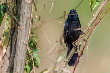 A small songbird sunbathing perched on a tree branch on a sunny 