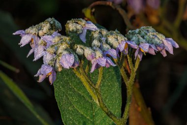 Çayırdaki sarı ve mor çiçeklere çiy damlaları düşer