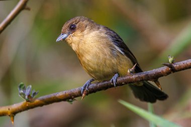 A small songbird perched on a tree branch