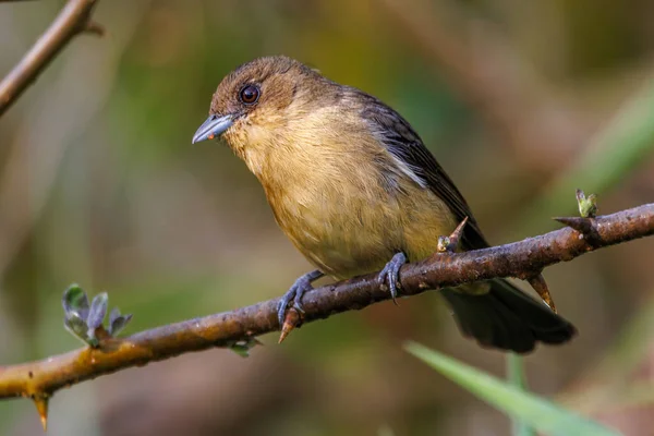 Small Songbird Perched Tree Branch — ストック写真