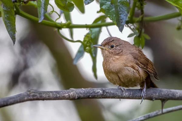 Small Songbird Perched Tree Branch — Photo