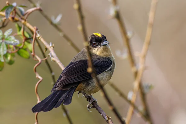 Yellow Mohawk Top Songbird Perched Tree Branch — Foto de Stock