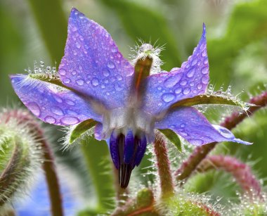 Borage, herb, clipart