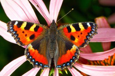 Nymphalis urticae