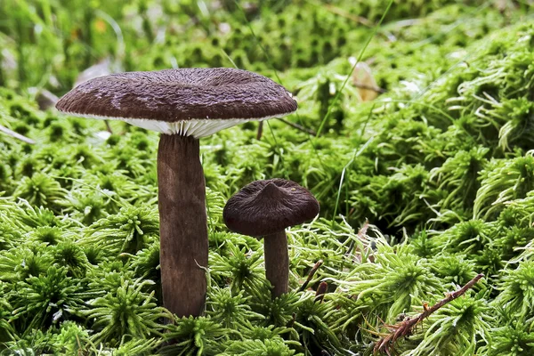 Lignyotus lactarius — Stockfoto