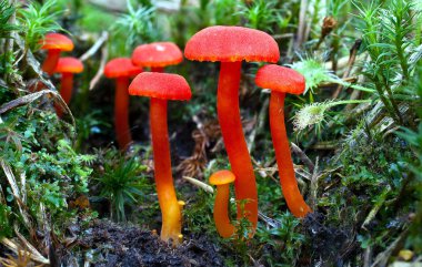 Hygrocybe miniata