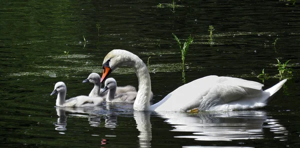 Cisnes — Foto de Stock