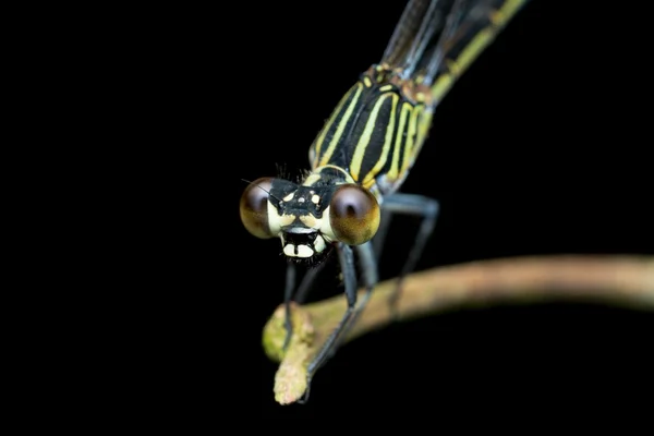 A Dragonfly sitting on a branch — Stock Photo, Image