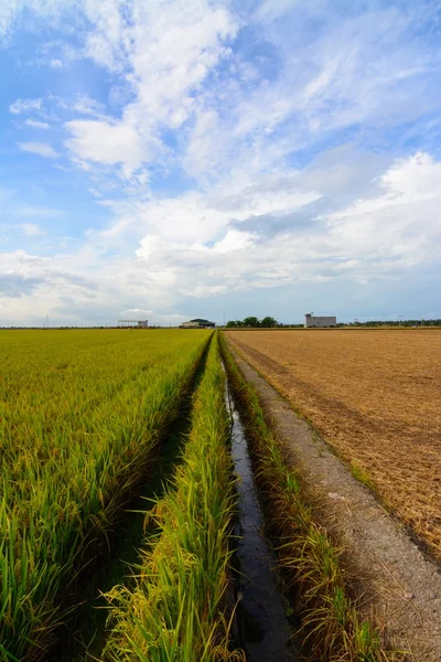 Çeltik alanı güneşli gökyüzünü