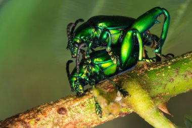 Yeşil hataların ağacı dalına çiftleşme