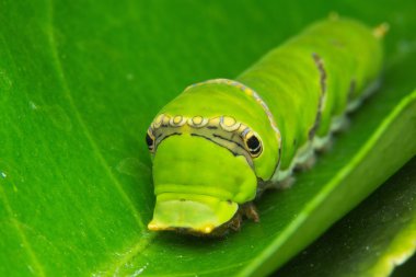büyük yeşil caterpiller