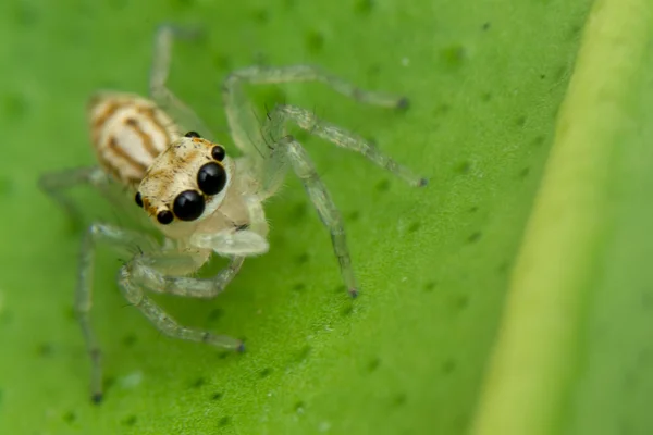 Uma imagem macro da aranha — Fotografia de Stock