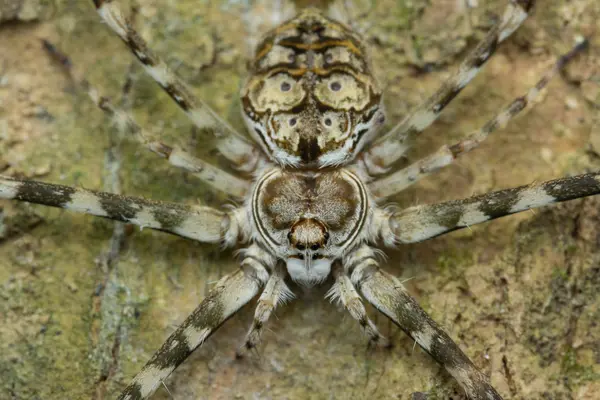bir görüntüyü örümcek