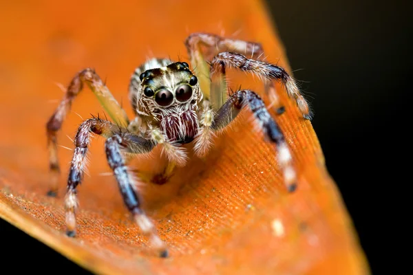 bir görüntüyü örümcek