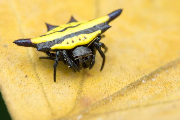 yaprak üzerinde oturan üçgen örümcek