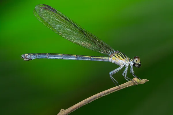 dal üzerinde oturan bir yusufçuk