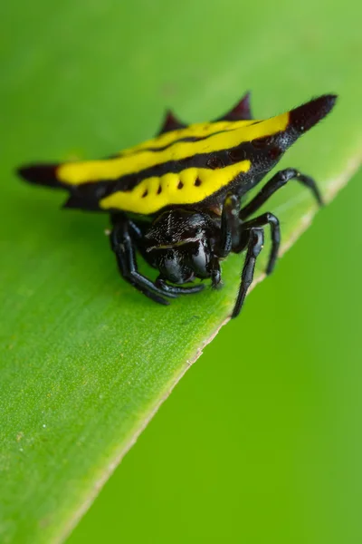 yaprak üzerinde oturan üçgen örümcek