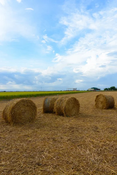 balya saman paddy Field