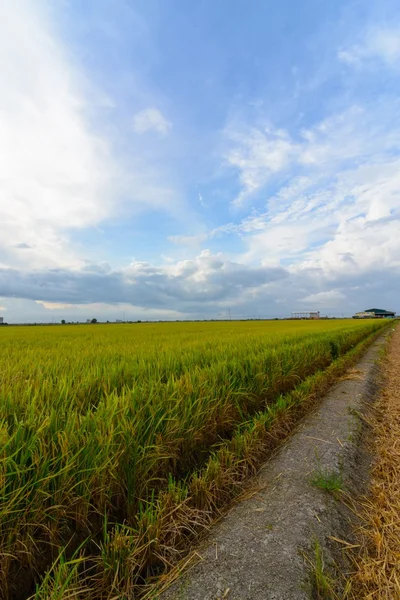 Vremea frumoasă și însorită la paddy field — Fotografie, imagine de stoc
