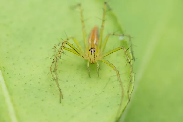 bir görüntüyü örümcek